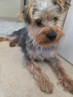 Cinco, a male Yorkshire Terrier for sale in El Paso, TX – Photo 4 of 4