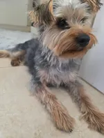 Cinco, a male Yorkshire Terrier for sale in El Paso, TX – Photo 2 of 4