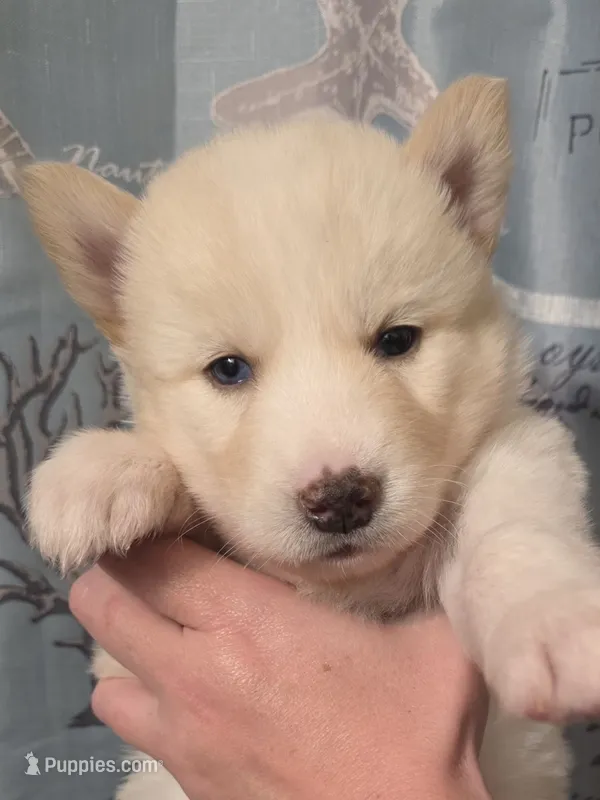 Green, a female Siberian Husky for sale in ,  – 1 of 3