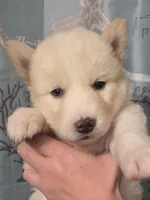 Green, a female Siberian Husky for sale in ,  – 1 of 3