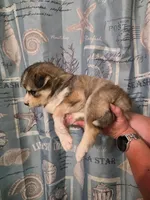 Black, a male Siberian Husky for sale in ,  – 2 of 4