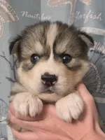 Black, a male Siberian Husky for sale in ,  – 1 of 4