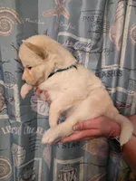 Green, a female Siberian Husky for sale in ,  – 3 of 3