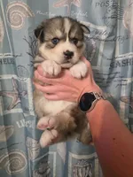 Black, a male Siberian Husky for sale in ,  – 3 of 4