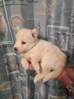 Red, a female Siberian Husky for sale in ,  – 3 of 3