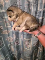 Blue, a female Siberian Husky for sale in ,  – 2 of 3
