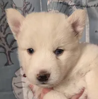 Red, a female Siberian Husky for sale in ,  – 1 of 3