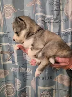 Purple, a female Siberian Husky for sale in ,  – 3 of 3