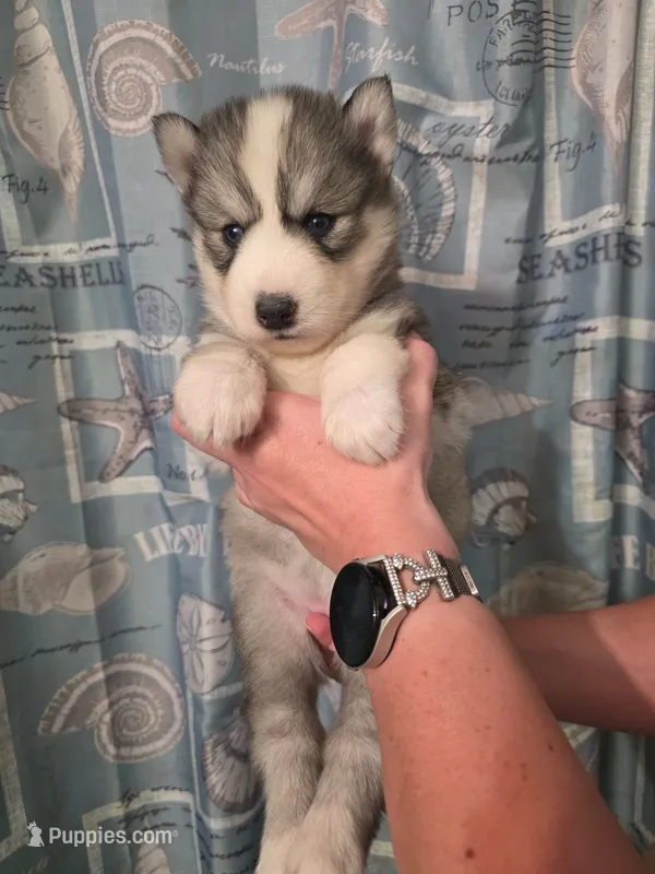 Purple, a female Siberian Husky for sale in ,  – 1 of 3