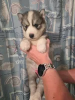 Purple, a female Siberian Husky for sale in ,  – 1 of 3