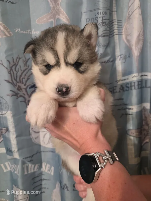 Blue, a female Siberian Husky for sale in ,  – 1 of 3