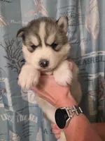 Blue, a female Siberian Husky for sale in ,  – 1 of 3