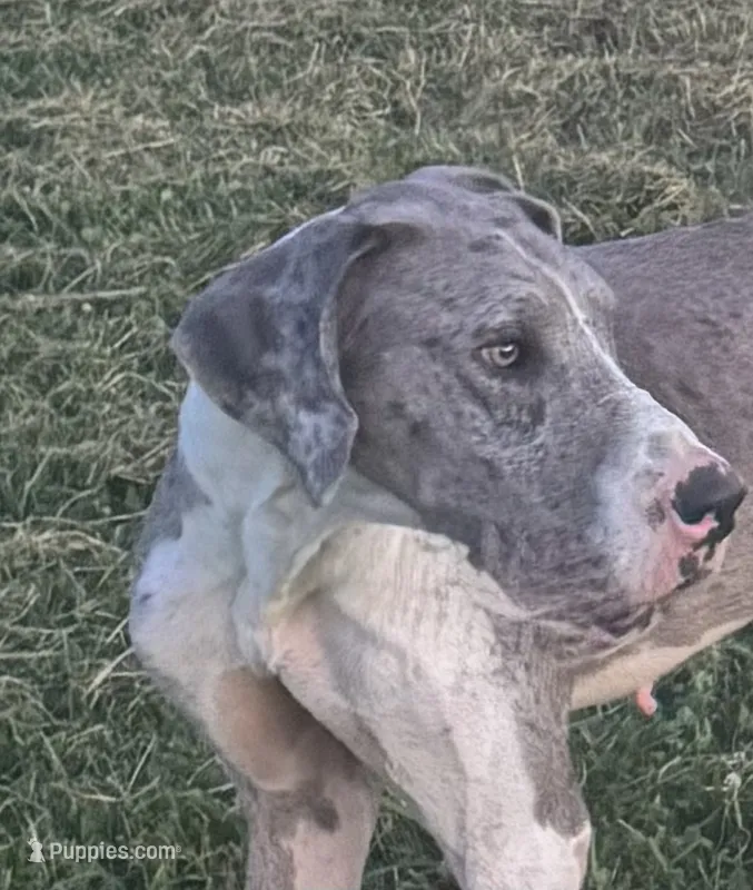 Komuto – Great Dane puppy for sale in New Pekin, IN