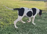 Cookie, a female Great Dane for sale in New Pekin, IN – 5 of 7