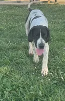 Cookie, a female Great Dane for sale in New Pekin, IN – 3 of 7