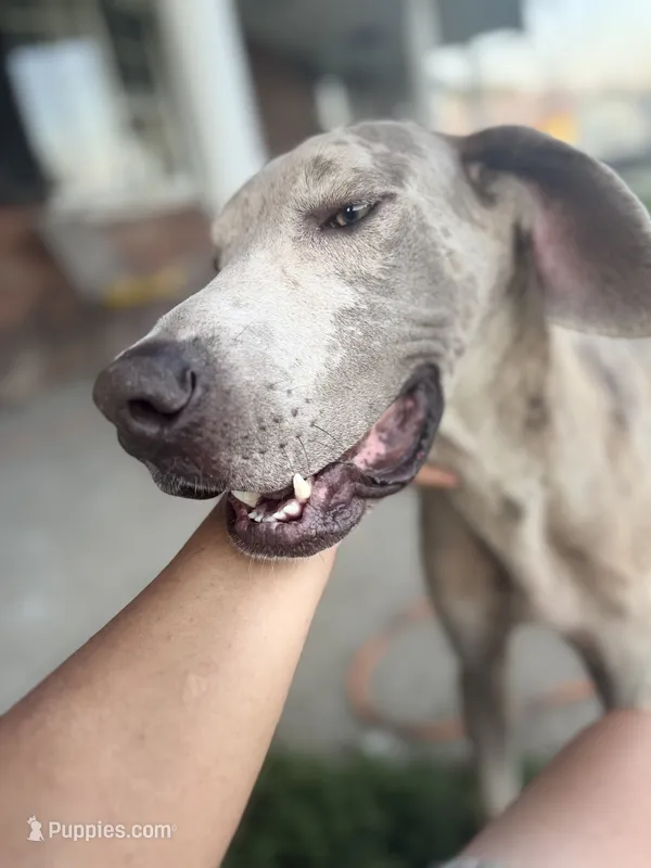 Glock – Great Dane puppy for sale in New Pekin, IN
