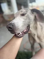 Glock, a male Great Dane for sale in New Pekin, IN – 4 of 4