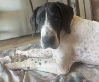 Cookie, a female Great Dane for sale in New Pekin, IN – 2 of 7