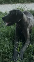 Glitter, a female Great Dane for sale in New Pekin, IN – 3 of 6