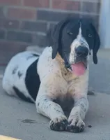 Cookie, a female Great Dane for sale in New Pekin, IN – 1 of 7