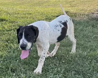 Cookie, a female Great Dane for sale in New Pekin, IN – 4 of 7