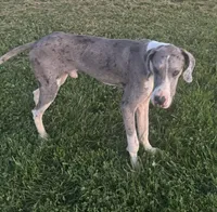 Komuto, a male Great Dane for sale in New Pekin, IN – 4 of 4