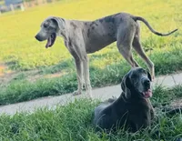 Glock, a male Great Dane for sale in New Pekin, IN – 2 of 4