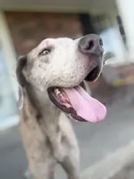 Glock, a male Great Dane for sale in New Pekin, IN – 3 of 4