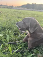 Glitter, a female Great Dane for sale in New Pekin, IN – 2 of 6