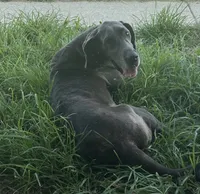 Glitter, a female Great Dane for sale in New Pekin, IN – 6 of 6