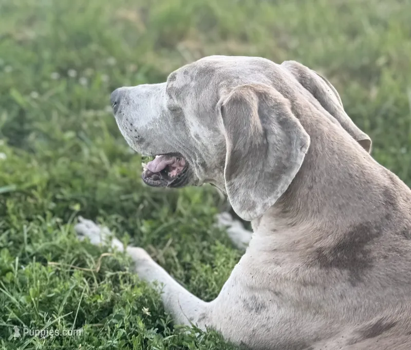 Glock – Great Dane puppy for sale in New Pekin, IN
