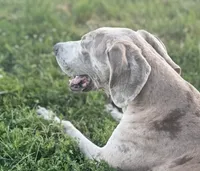 Glock, a male Great Dane for sale in New Pekin, IN – 1 of 4