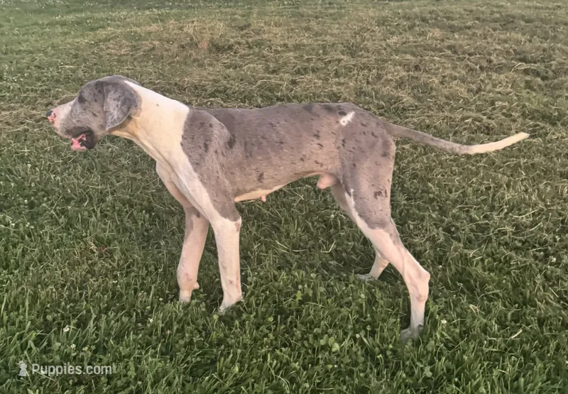 Komuto – Great Dane puppy for sale in New Pekin, IN
