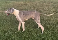Komuto, a male Great Dane for sale in New Pekin, IN – 1 of 4