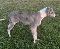 Komuto, a male Great Dane for sale in New Pekin, IN – 2 of 4