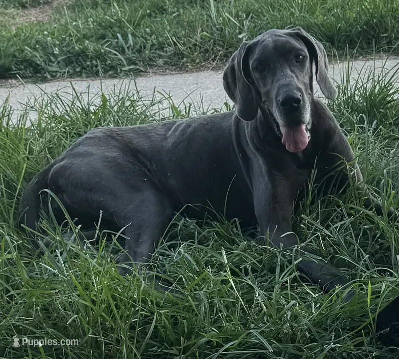 Glitter – Great Dane puppy for sale in New Pekin, IN