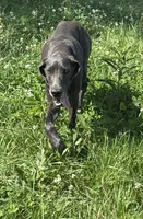 Glitter, a female Great Dane for sale in New Pekin, IN – 4 of 6