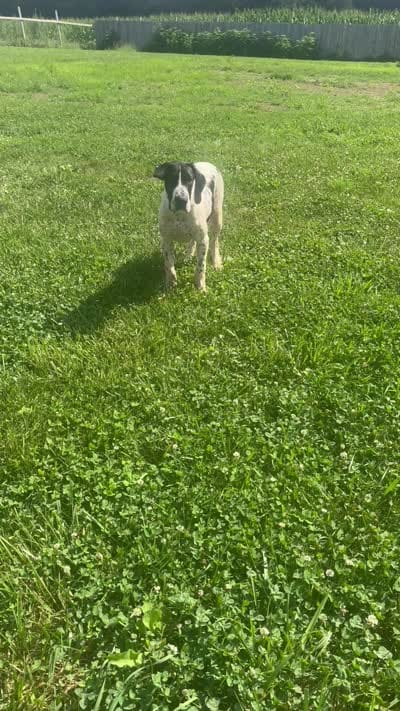 Cookie, a female Great Dane for sale in New Pekin, IN – 6 of 7