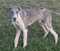 Komuto, a male Great Dane for sale in New Pekin, IN – 3 of 4