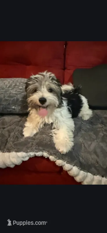 Male Yorkie – Yorkshire Terrier puppy for sale in Fresno, CA