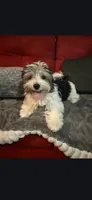 Male Yorkie, a male Yorkshire Terrier for sale in Fresno, CA – 1 of 3