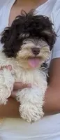 Harley, a male Cockapoo for sale in Knoxville, TN – 3 of 3
