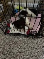 Harley, a male Cockapoo for sale in Knoxville, TN – 2 of 3