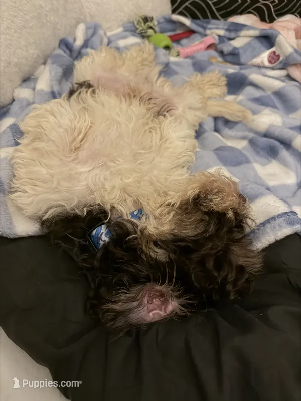 Harley – Cockapoo puppy for sale in Knoxville, TN