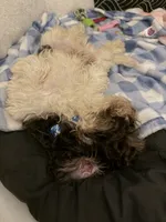 Harley, a male Cockapoo for sale in Knoxville, TN – 1 of 3