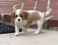 Little Joe, a male Cavalier King Charles Spaniel for sale in Monroe, LA – 2 of 3