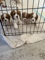 Mia, a female Cavalier King Charles Spaniel for sale in Monroe, LA – 3 of 4