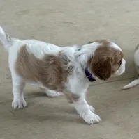 Little Joe, a male Cavalier King Charles Spaniel for sale in Monroe, LA – 3 of 3