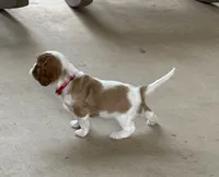PeeWee, a male Cavalier King Charles Spaniel for sale in Monroe, LA – 2 of 2