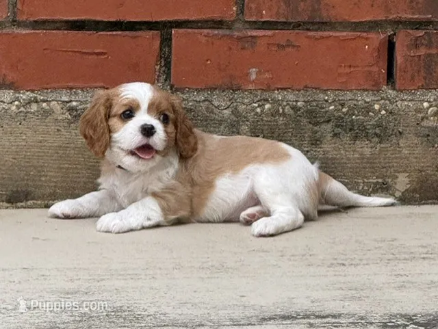 Little Joe – Cavalier King Charles Spaniel puppy for sale in Monroe, LA